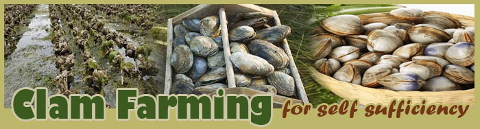Clam Farming For Self Sufficiency