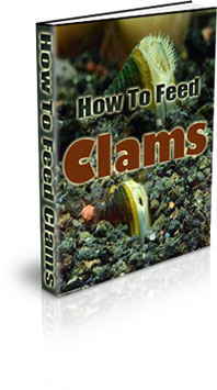 How To Start A Clam Farm