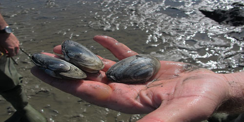 Making A Clam Habitat Frequently Asked Questions