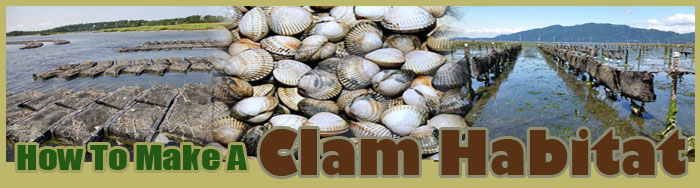 How To Make A Clam Habitat