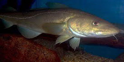 Small Scale Cod Farming Frequently Asked Questions