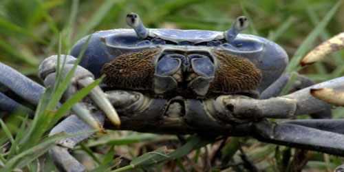Crab Farming For Self Sufficiency Frequently Asked Questions