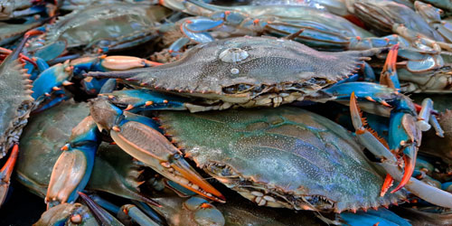 Raising Blue Crabs Frequently Asked Questions