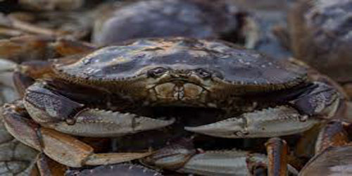Raising Dungeness Crab Frequently Asked Questions
