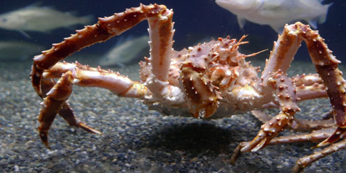 Raising King Crabs Frequently Asked Questions