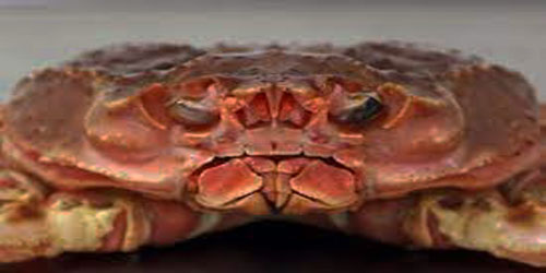 Raising Snow Crabs Frequently Asked Questions