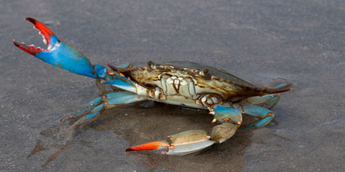 Small Scale Crab Farming Frequently Asked Questions