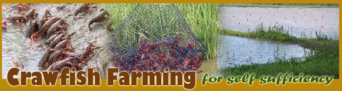Crawfish Farming For Self Sufficiency