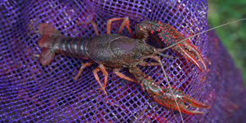 Making A Crawfish Habitat Frequently Asked Questions