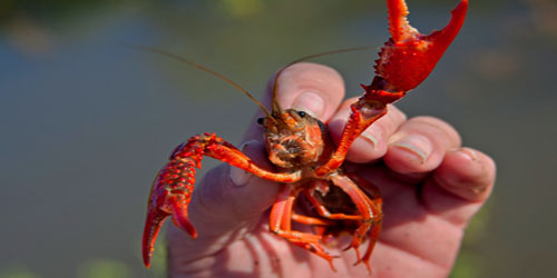 Small Scale Crawfish Farming Frequently Asked Questions
