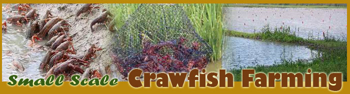 Small Scale Crawfish Farming