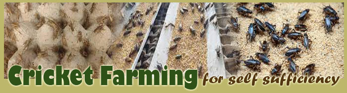 Crickets Farming For Self Sufficiency