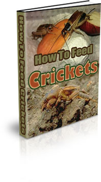 How To Do Cricket Farming