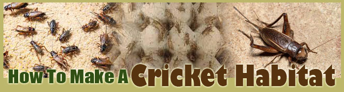 How To Make A Cricket Habitat