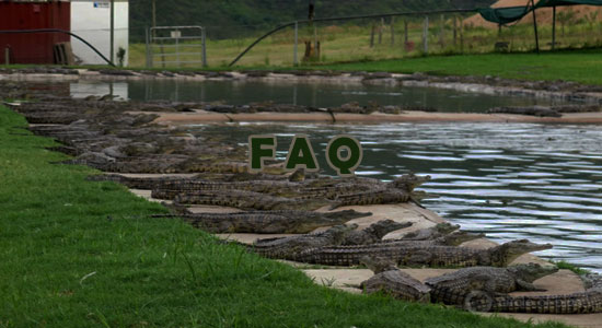Raising Crocodiles Frequently Asked Questions