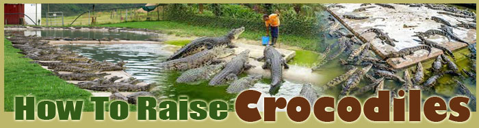 how to raise rainbow trout FAQ