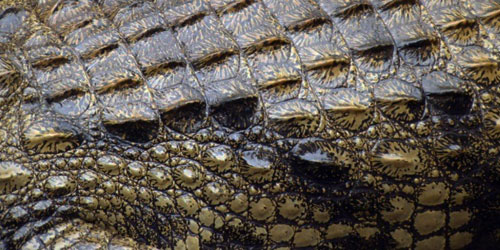 Crocodile Skin Processing Frequently Asked Questions