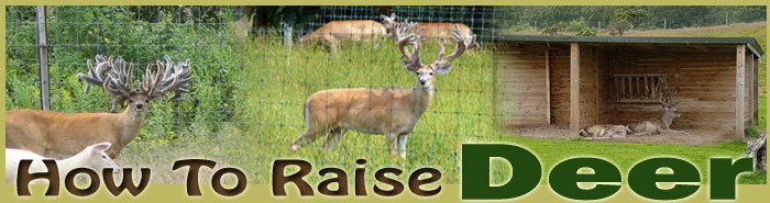 How To Raise Deer