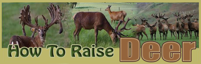 How To Raise Deer
