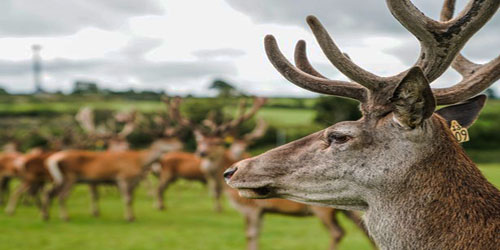 Deer Farming For Self Sufficiency Frequently Asked Questions