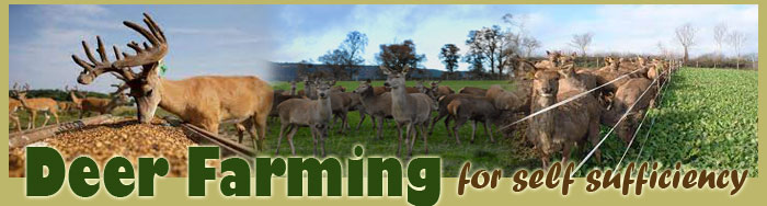 Deer Farming For Self Sufficiency