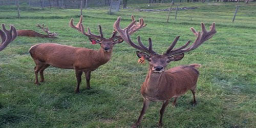 Making A Deer Habitat Frequently Asked Questions