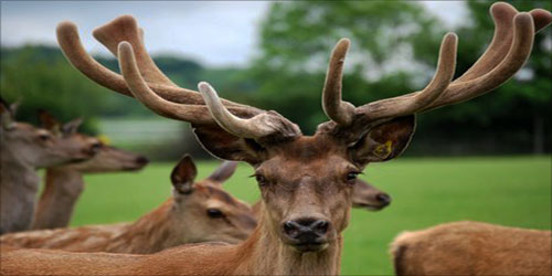 Small Scale Deer Farming Frequently Asked Questions