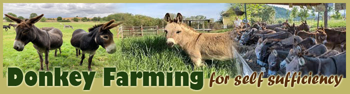 Donkey Farming For Self Sufficiency
