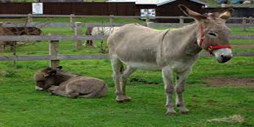Small Scale Donkey Farming Frequently Asked Questions