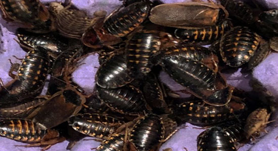 Raising Dubia Roaches Frequently Asked Questions