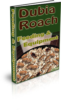Raising Dubia Roach Colony