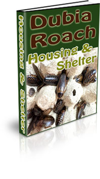 Dubia Roach Breeding Enclosure