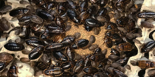 Making A Dubia Roach Habitat Frequently Asked Questions