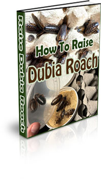 The How To Raise Dubia Roaches eBook