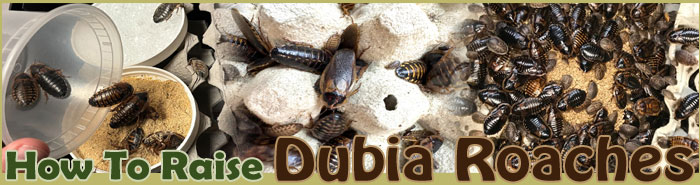 Small Scale Dubia Roach Farming