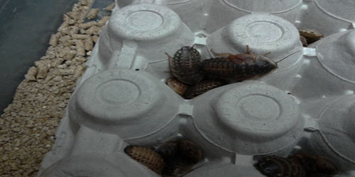 Small Scale Dubia Roach Farming Frequently Asked Questions