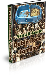 The Small Scale Dubia Roach Farming eBook