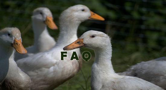 Raising Ducks Frequently Asked Questions