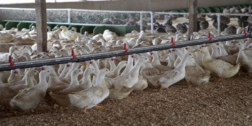 Duck Farming For Self Sufficiency Frequently Asked Questions