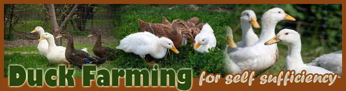 how to raise ducks FAQ