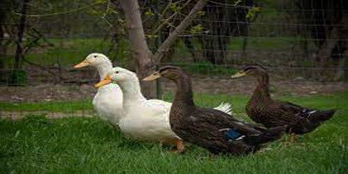 Making A Duck Habitat Frequently Asked Questions