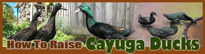 How To Raise Cayuga Ducks