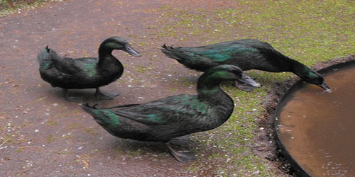 Raising Cayuga Ducks Frequently Asked Questions