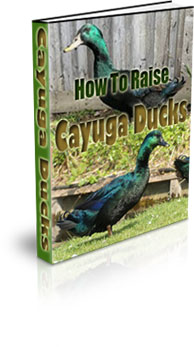 The How To Raise Cayuga Ducks eBook