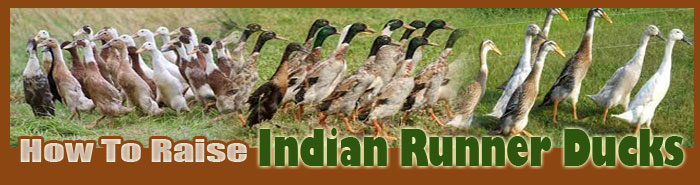How To Raise Indian Runner Ducks