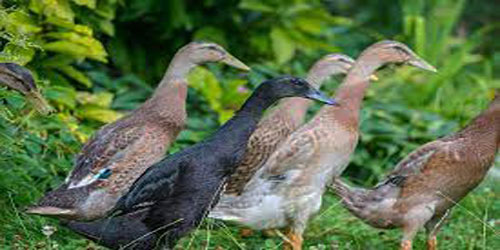 Raising Indian Runner Ducks Frequently Asked Questions
