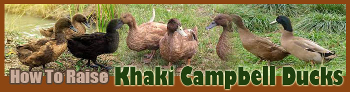 How To Raise Khaki Campbell Ducks