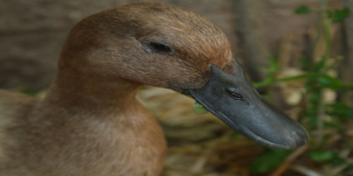 Raising Khaki Campbell Ducks Frequently Asked Questions