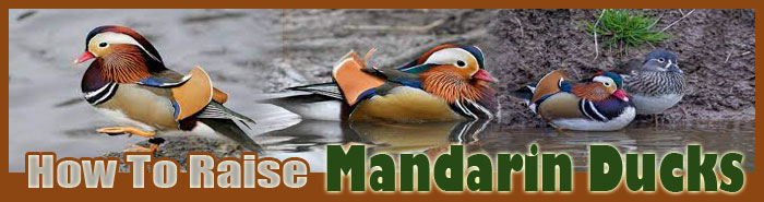 How To Raise Mandarin Ducks