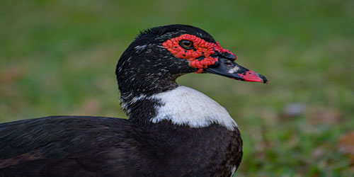 Raising Muscovy Ducks Frequently Asked Questions